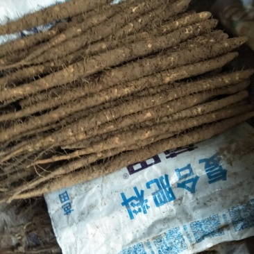 小白嘴山药