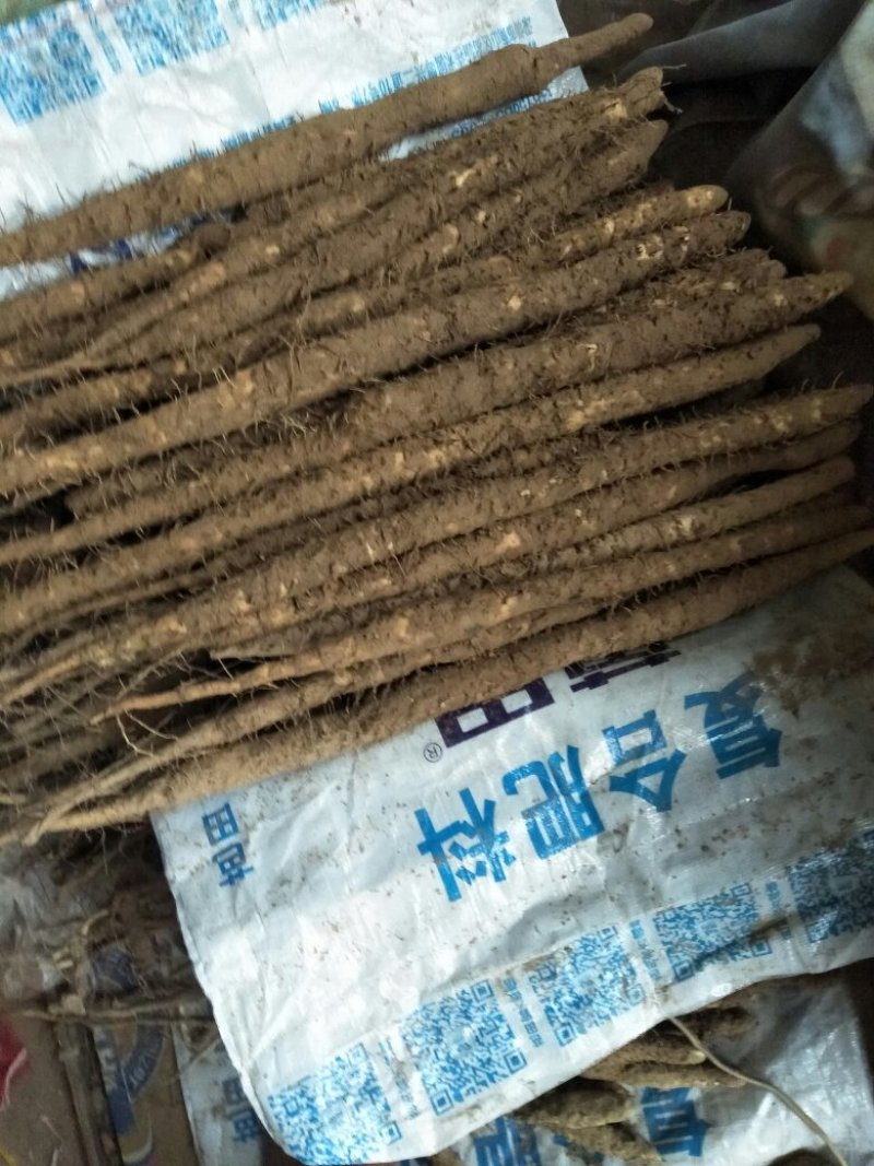 小白嘴山药