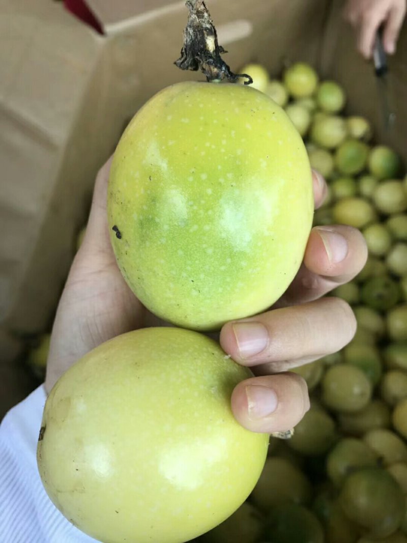 大量批发百香果苗，，果子