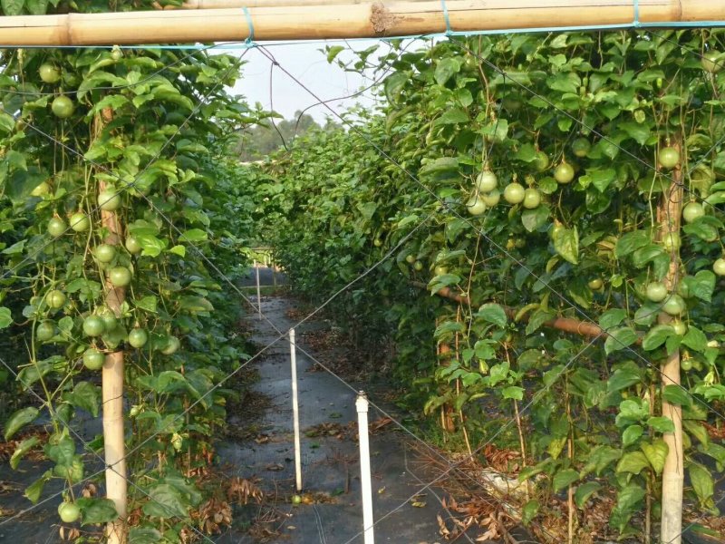 大量批发百香果苗，，果子
