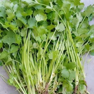 绿色环保香菜