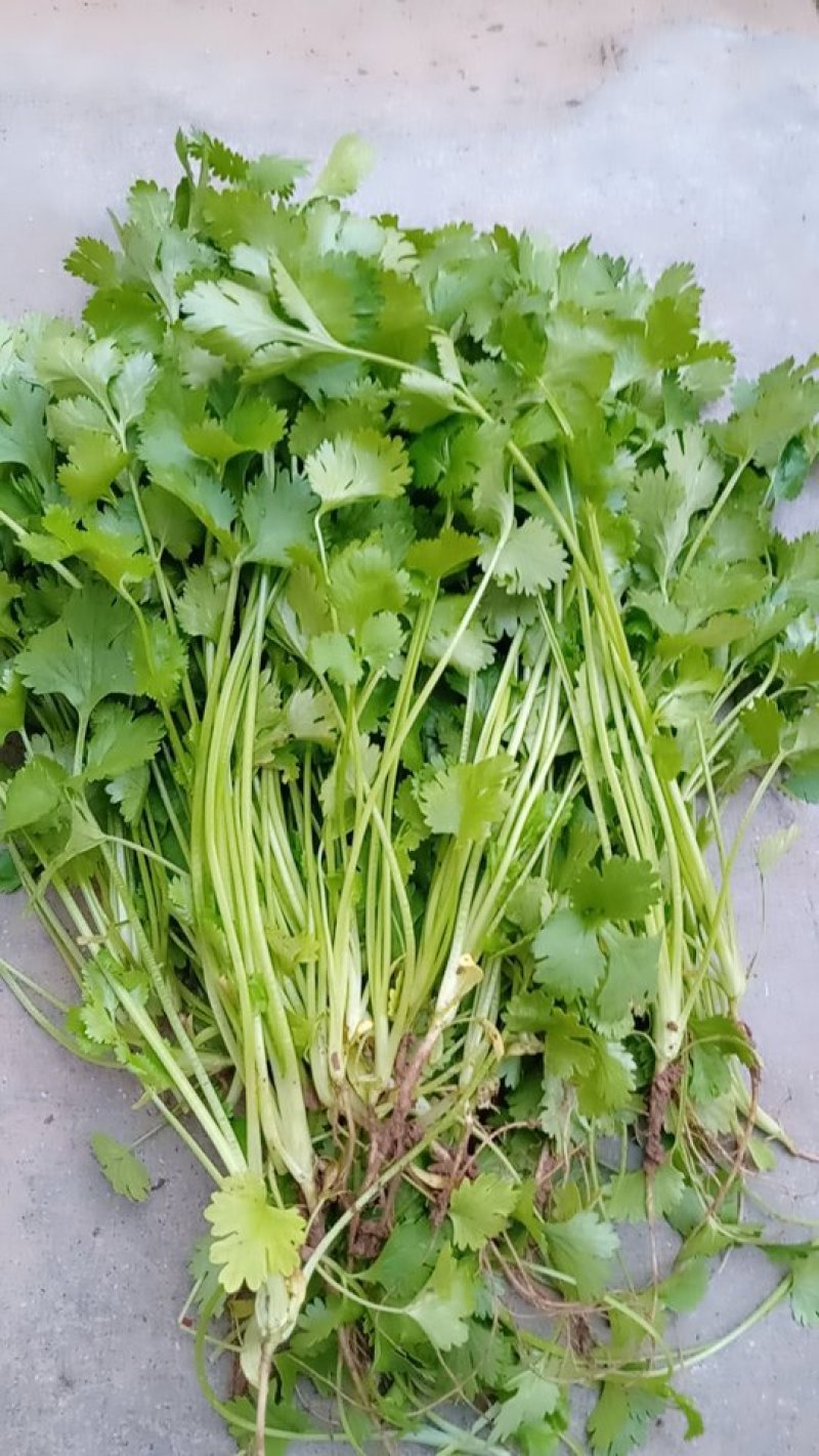 绿色环保香菜