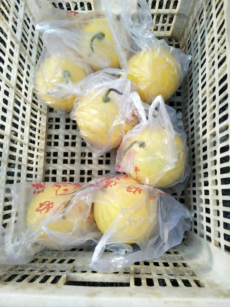金帅01西瓜种子95%以上