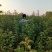 江苏新沂恒茂苗圃基地
