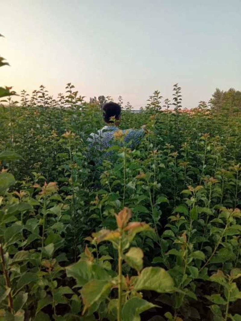 江苏新沂恒茂苗圃基地