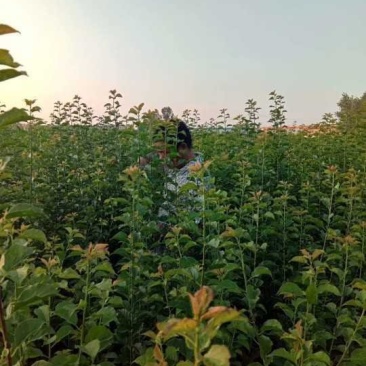 江苏新沂恒茂苗圃基地