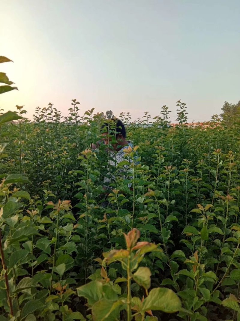 江苏新沂恒茂苗圃基地