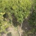 江苏新沂恒茂苗圃基地