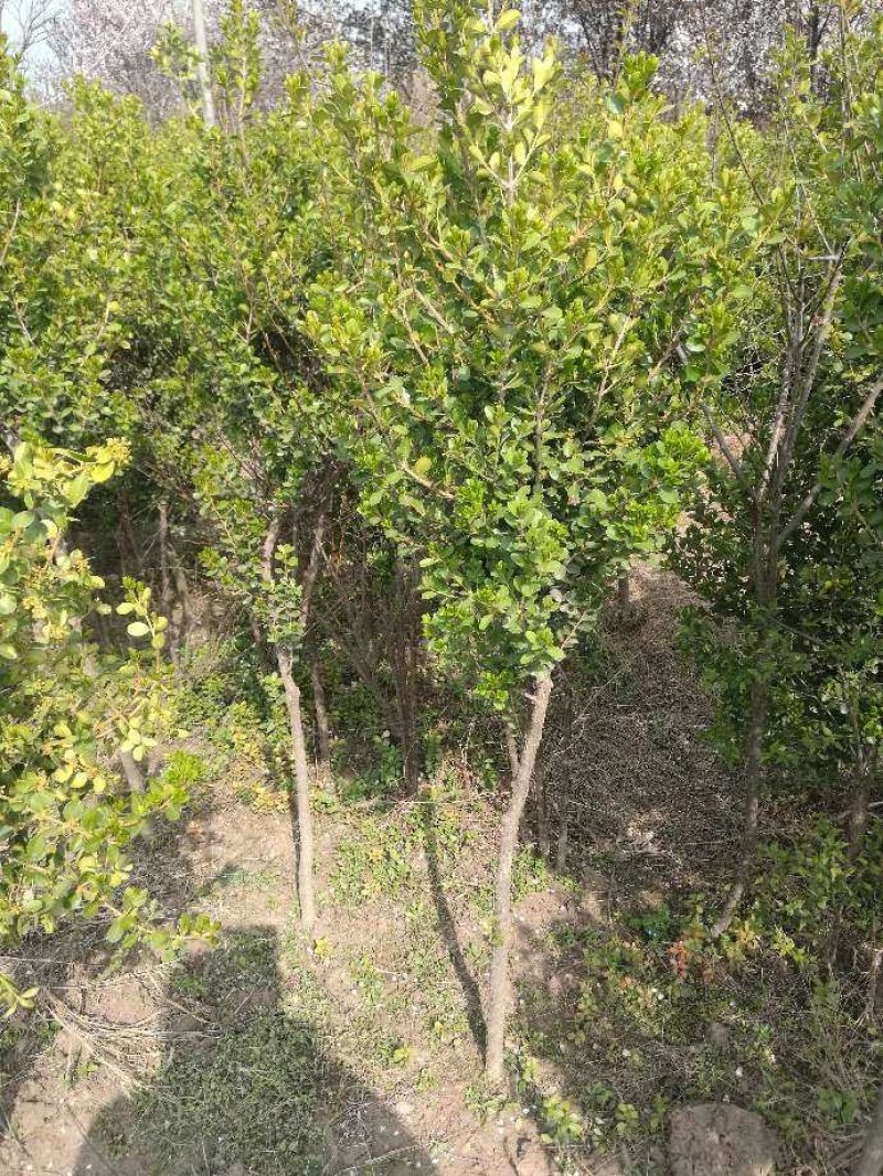 江苏新沂恒茂苗圃基地
