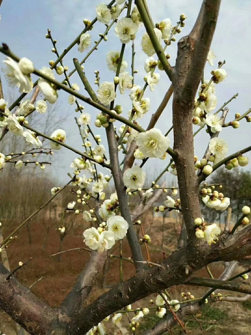 江苏新沂恒茂苗圃基地