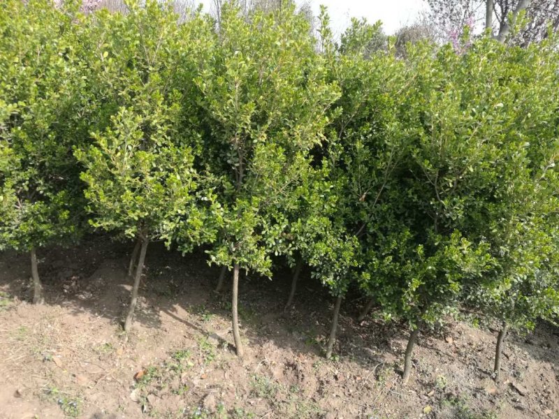 江苏新沂恒茂苗圃基地