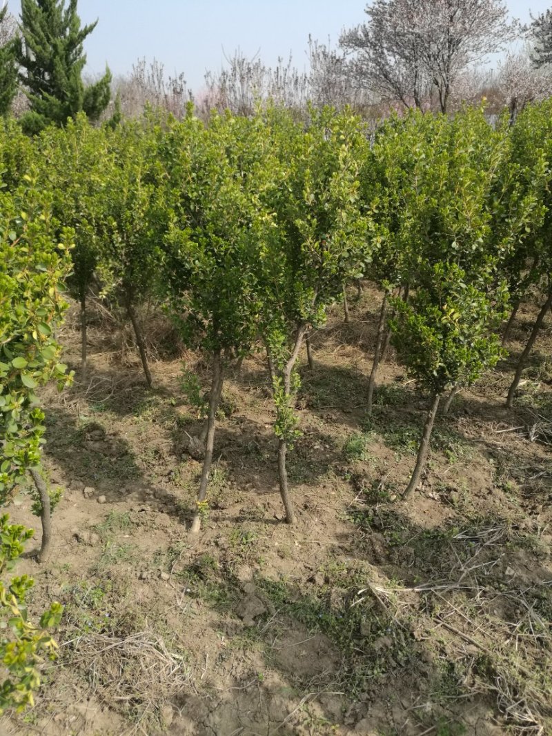江苏新沂恒茂苗圃基地