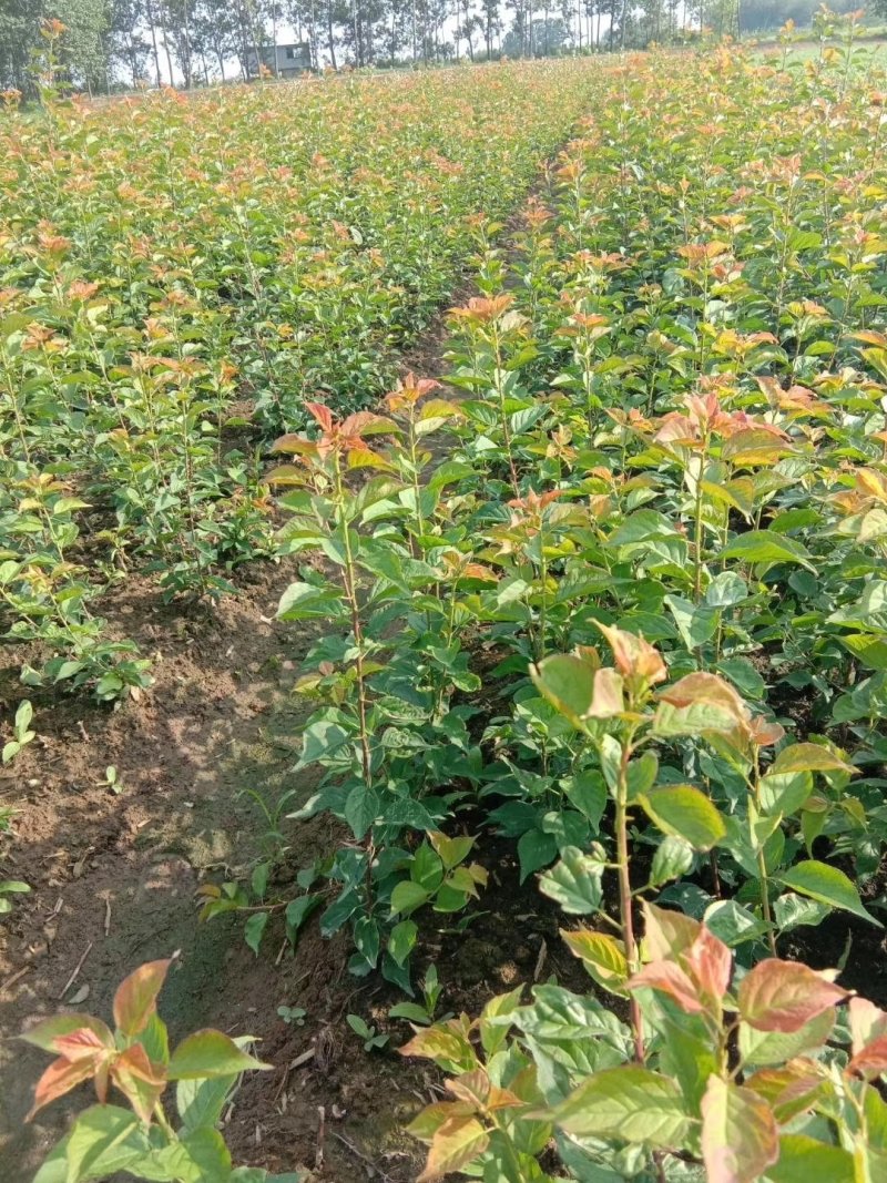江苏新沂恒茂苗圃基地