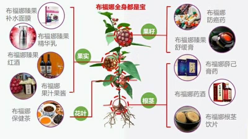 布福娜