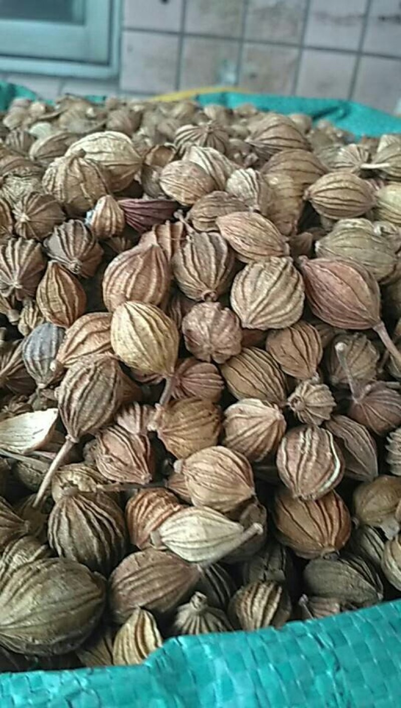 川砂仁，香味隆，比一般砂仁味道好多J