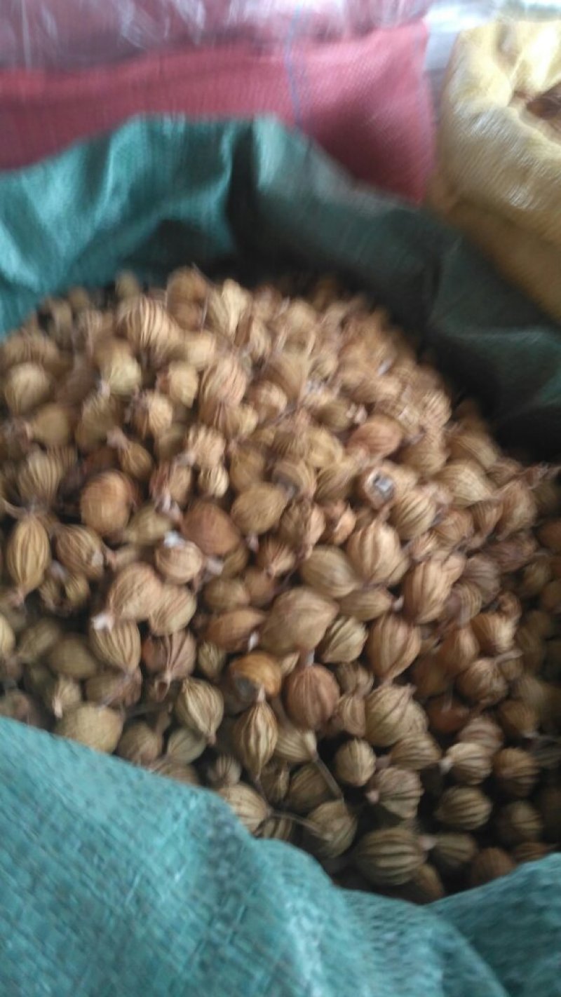 川砂仁，香味隆，比一般砂仁味道好多J