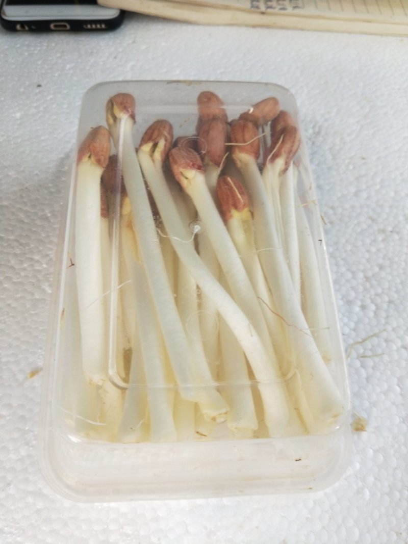 精品花生芽