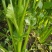 芹菜大量上市质量好价格便宜