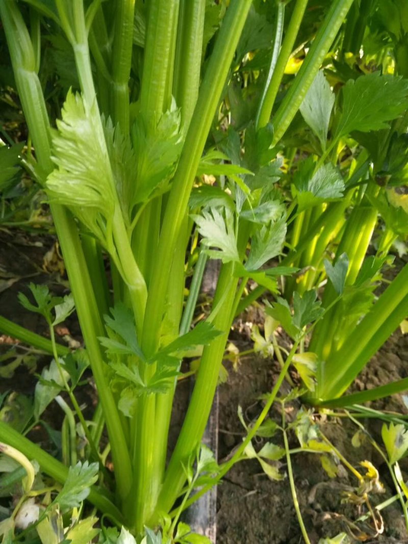 芹菜大量上市质量好价格便宜