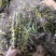 肿节石斛