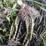 肿节石斛