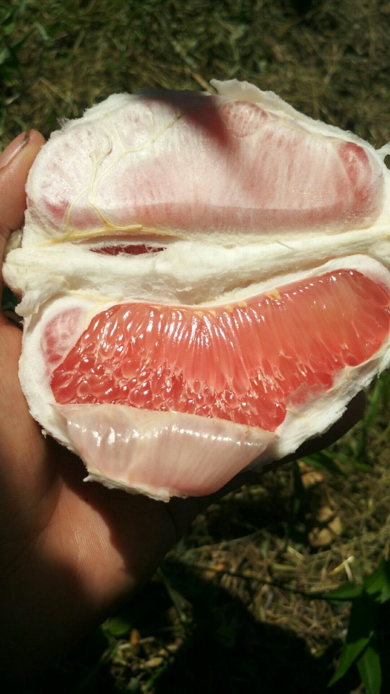 红心柚好吃又甜！皮薄肉厚！口感很好！