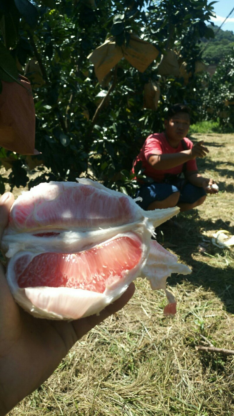 红心柚好吃又甜！皮薄肉厚！口感很好！