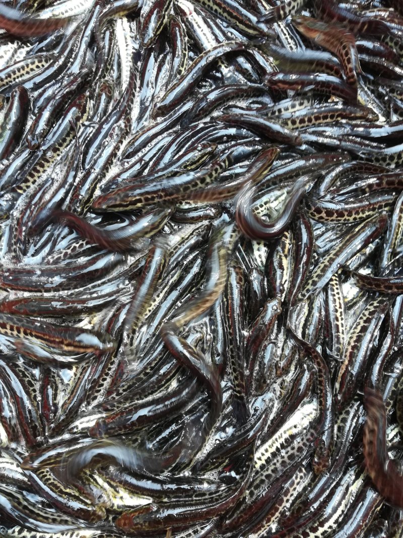 黑鱼苗，塘虱发货中