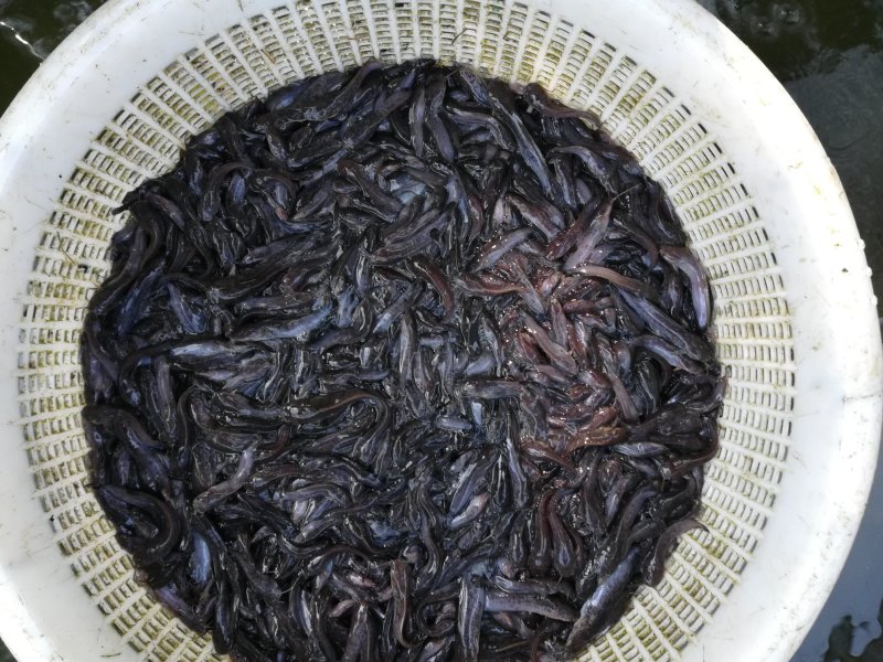 黑鱼苗，塘虱发货中