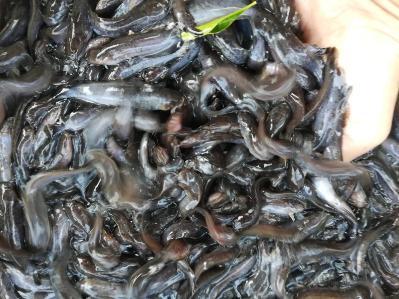 黑鱼苗，塘虱发货中