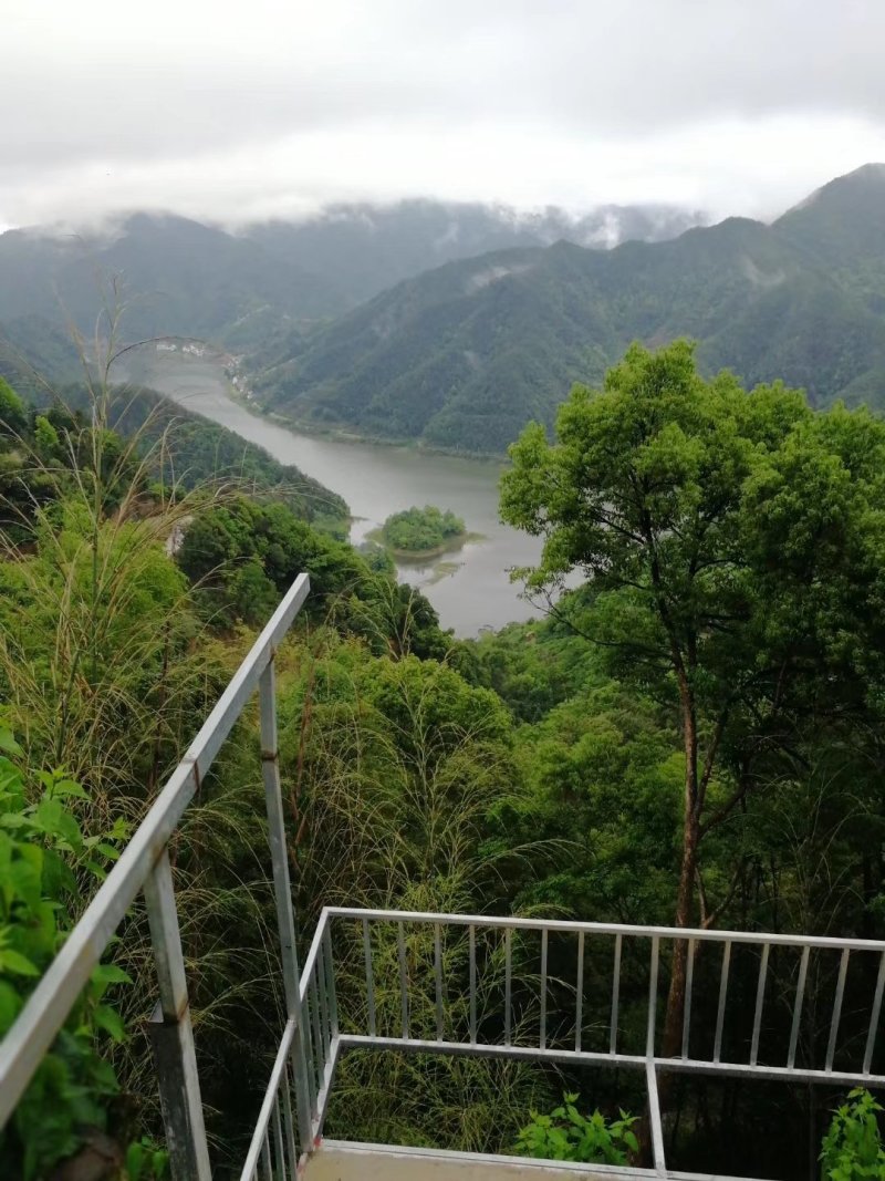 黄山野生臭鳜鱼