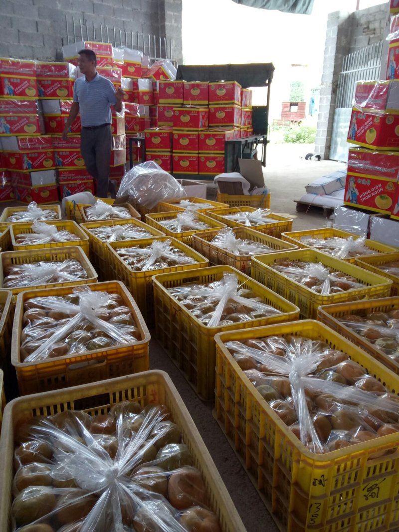 清甜可口滴柿子欢迎新老顾客前来选购，电话联系免费接送