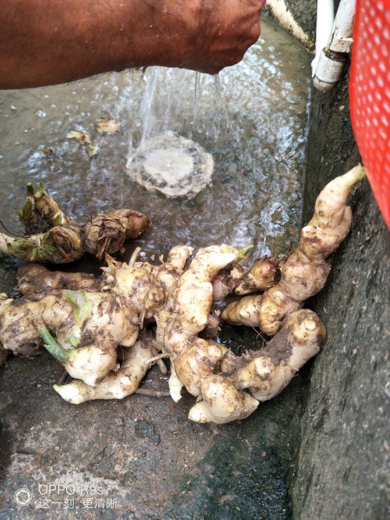 鲜生姜