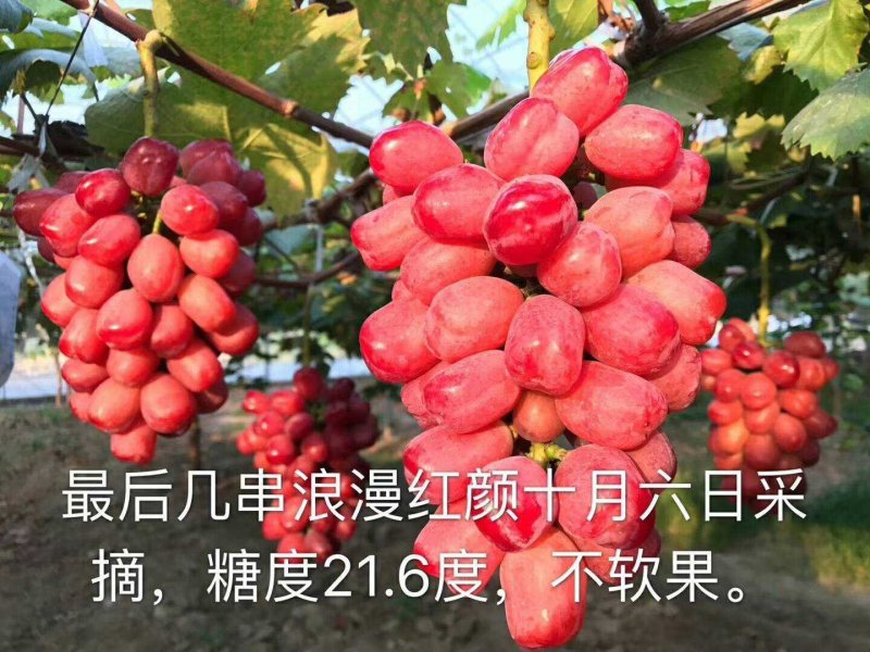 葡萄苗30~50cm1年