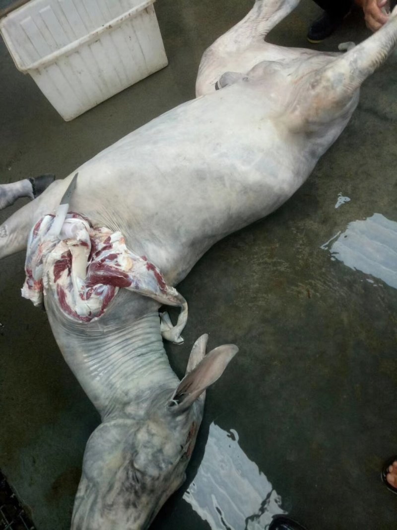 驴肉
