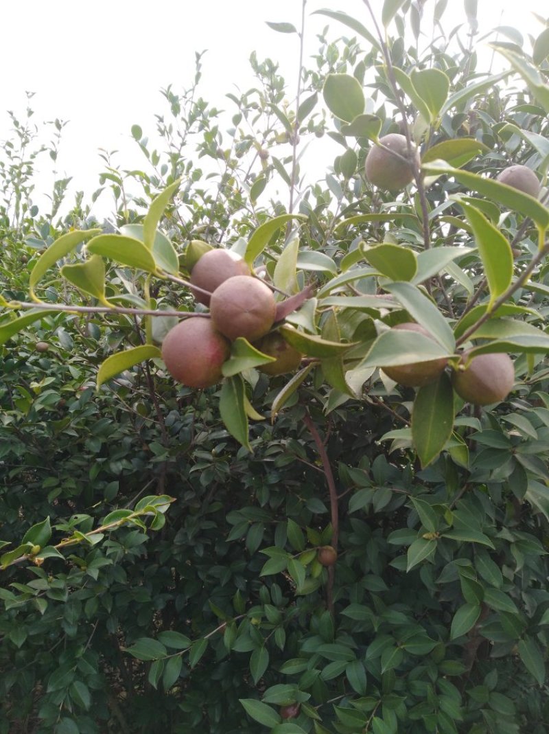 油茶籽