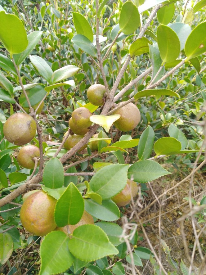 油茶籽