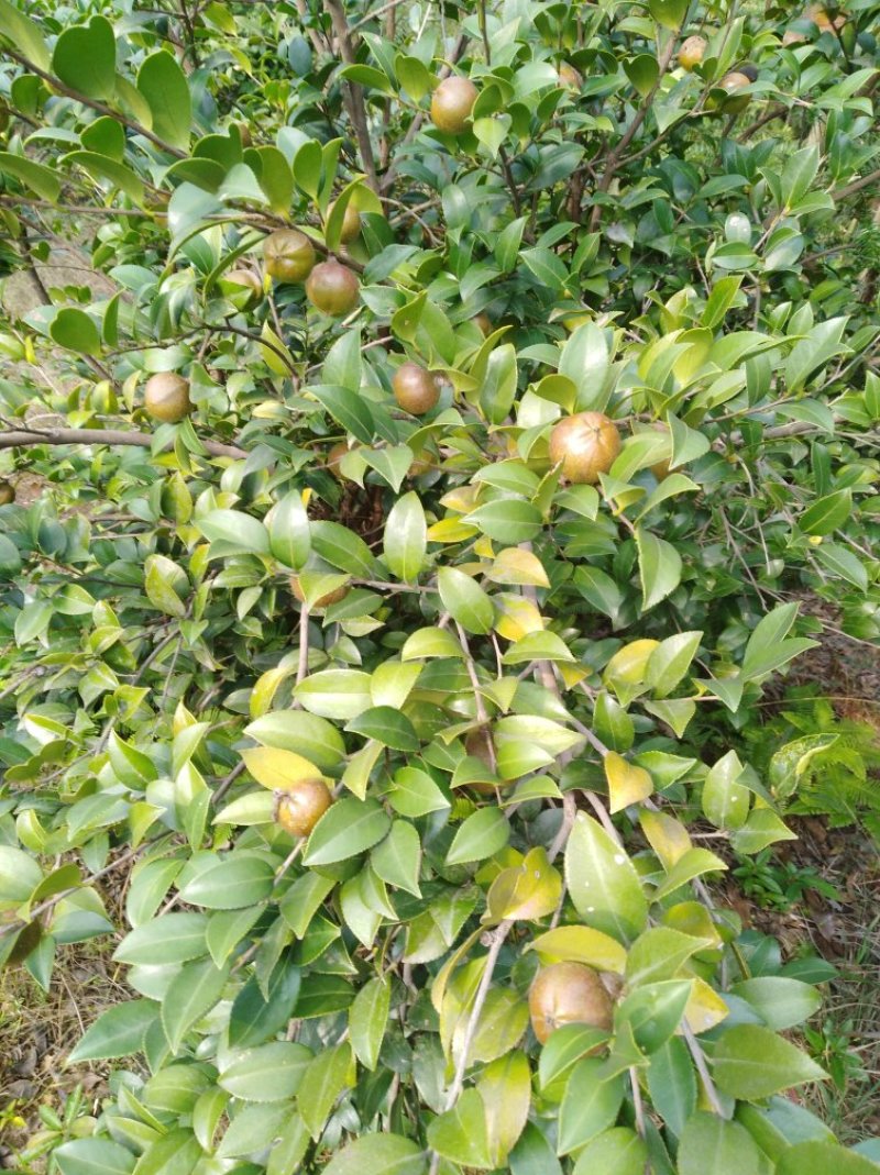 油茶籽