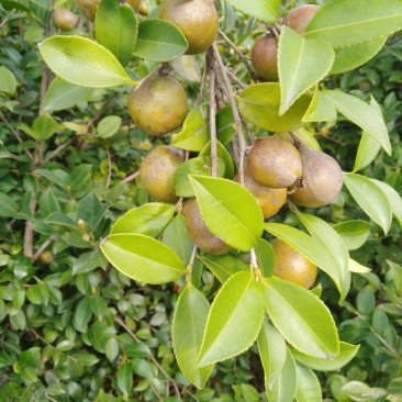 油茶籽