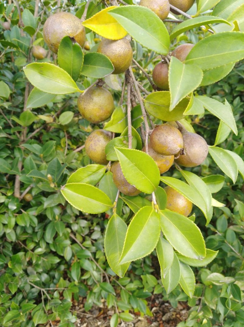 油茶籽
