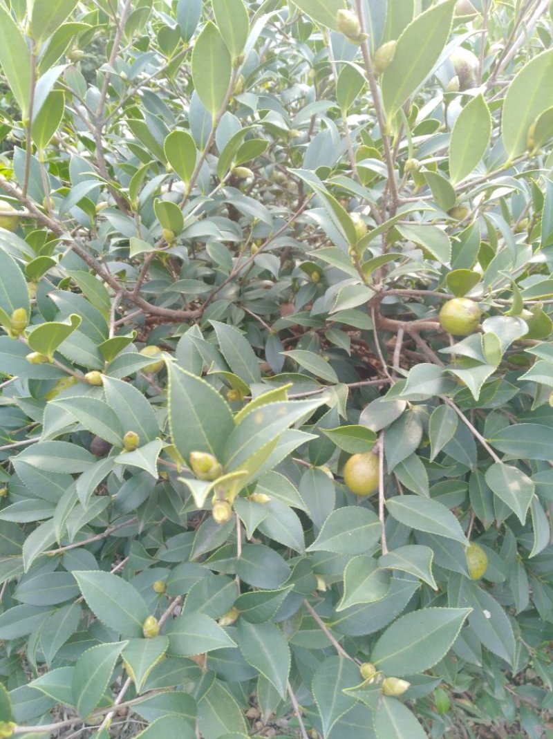 油茶籽