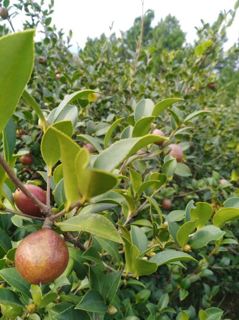 油茶籽