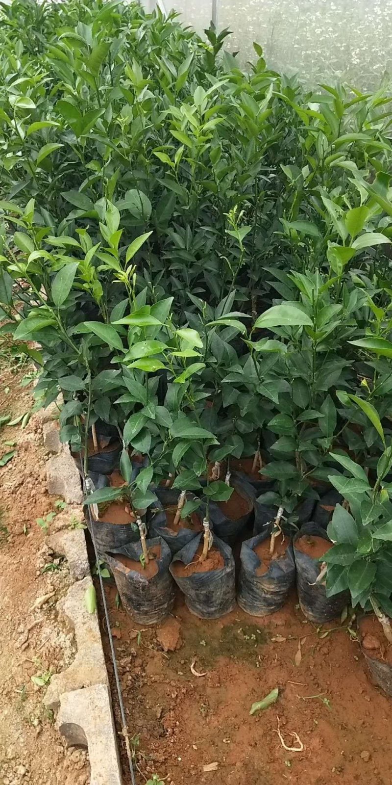 香橙头沃柑怀苗