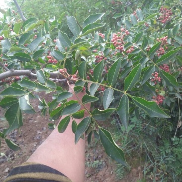 花椒一级干，大红袍花椒