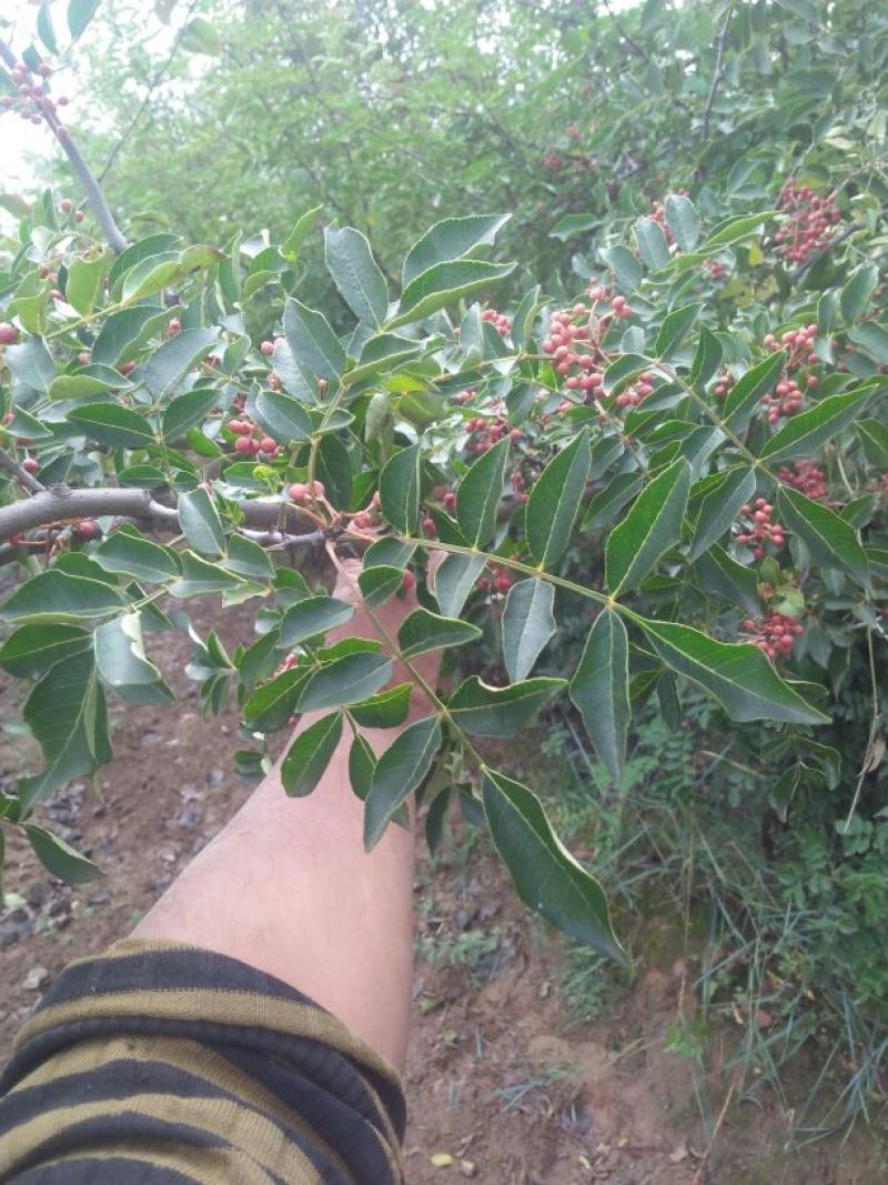 花椒一级干，大红袍花椒