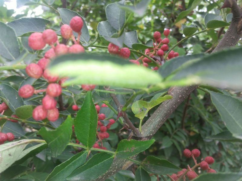 花椒一级干，大红袍花椒