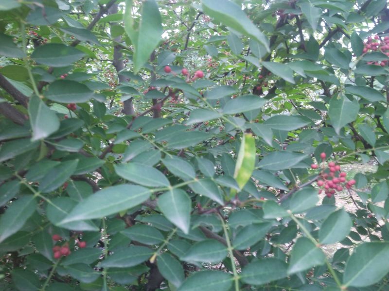 花椒一级干，大红袍花椒