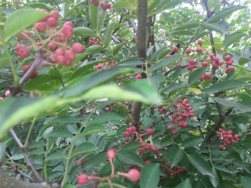 花椒一级干，大红袍花椒