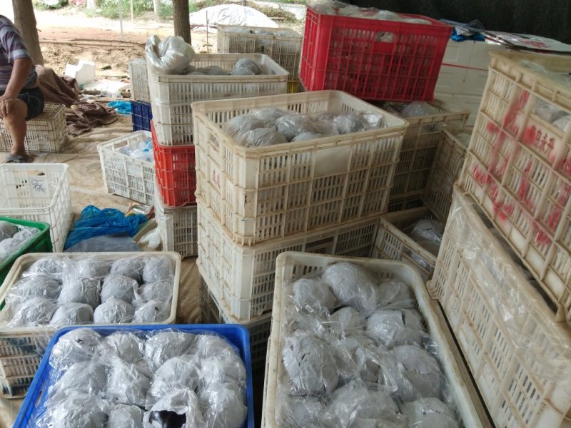 莘县圆茄暖棚精品供商超常年代收量大价格便宜