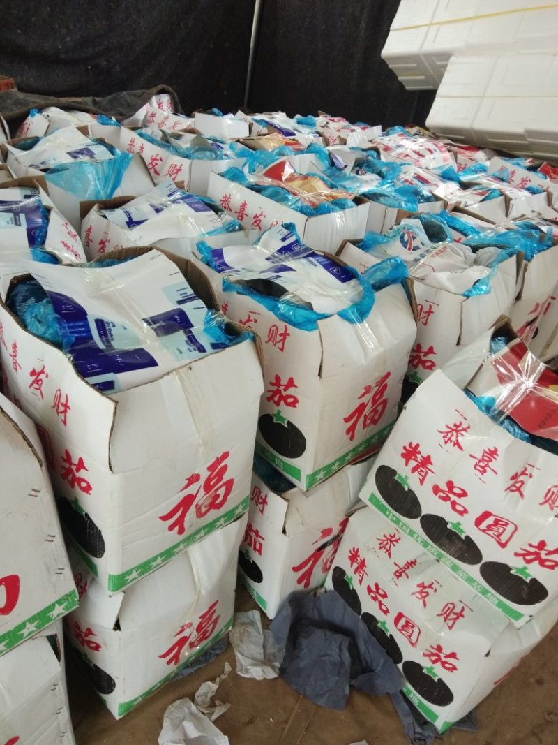 莘县圆茄暖棚精品供商超常年代收量大价格便宜